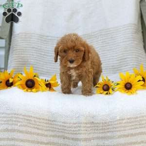Kelly, Cavapoo Puppy