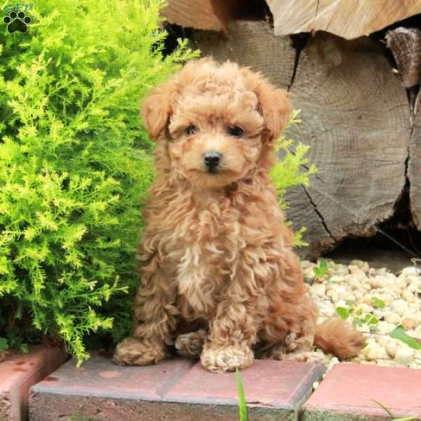 Kendall, Maltipoo Puppy