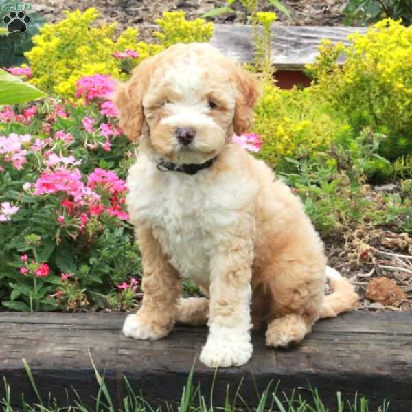 Kendall, Miniature Poodle Puppy