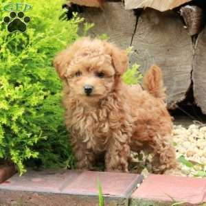 Kendall, Maltipoo Puppy