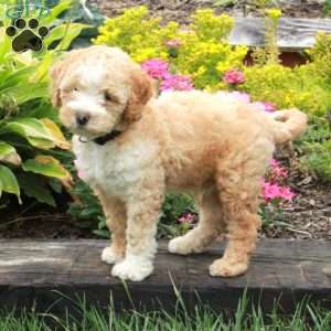 Kendall, Miniature Poodle Puppy