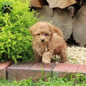 Kendall, Maltipoo Puppy