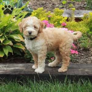 Kendall, Miniature Poodle Puppy