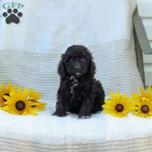 Kenny, Cavapoo Puppy