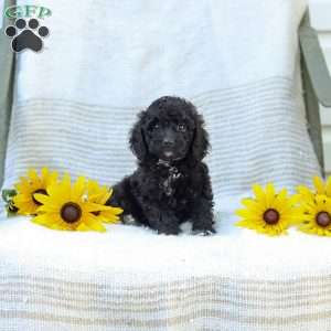 Kenny, Cavapoo Puppy
