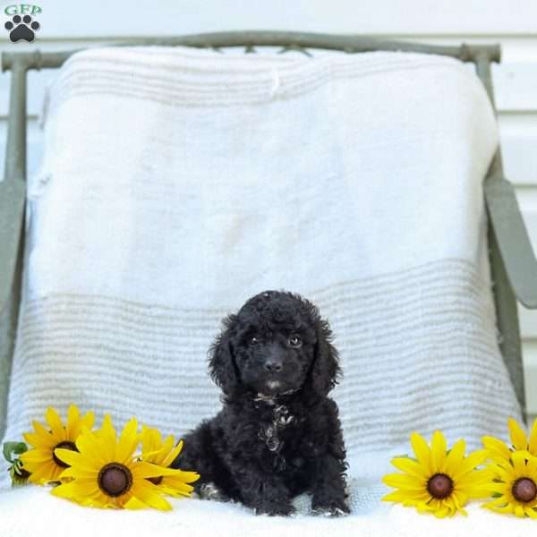 Kenny, Cavapoo Puppy