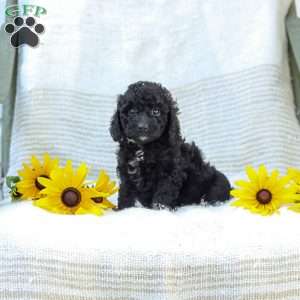 Kenny, Cavapoo Puppy