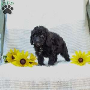 Kenny, Cavapoo Puppy