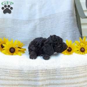 Kenny, Cavapoo Puppy