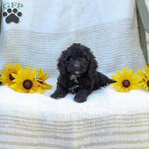 Kenny, Cavapoo Puppy