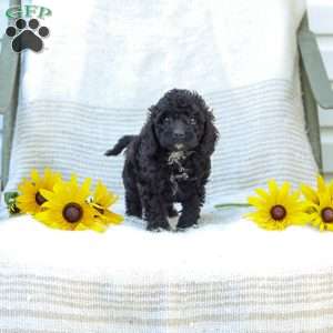Kenny, Cavapoo Puppy