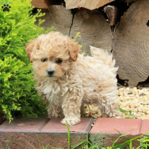Kenzie, Maltipoo Puppy