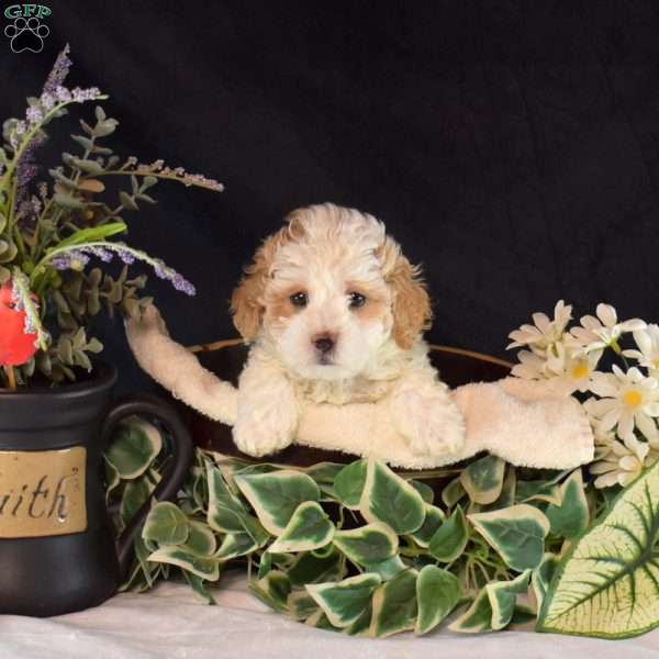 Kettle, Maltipoo Puppy