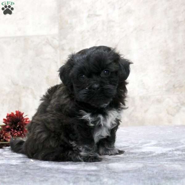 Kevin, Teddy Bear Puppy