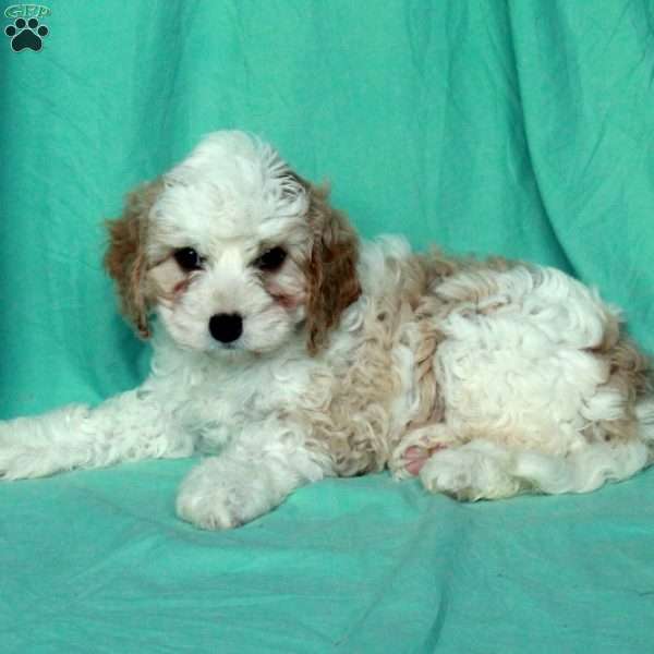 Kevin, Cavapoo Puppy