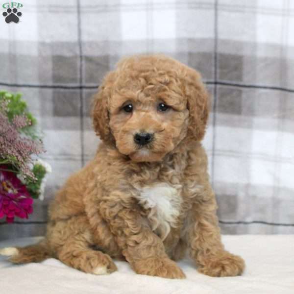 Kevin, Miniature Poodle Mix Puppy