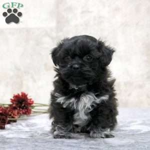 Kevin, Teddy Bear Puppy