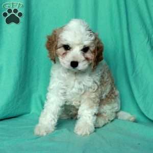 Kevin, Cavapoo Puppy