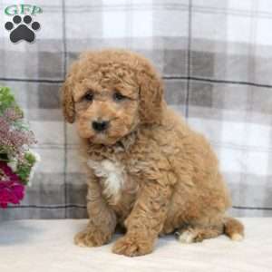 Kevin, Miniature Poodle Mix Puppy