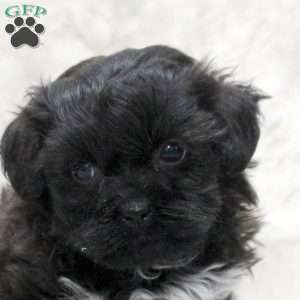 Kevin, Teddy Bear Puppy