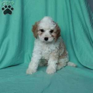 Kevin, Cavapoo Puppy