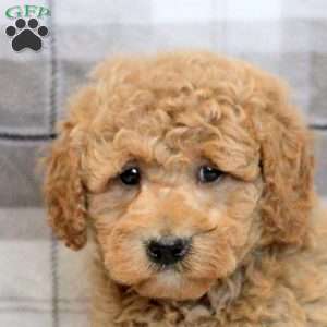 Kevin, Miniature Poodle Mix Puppy