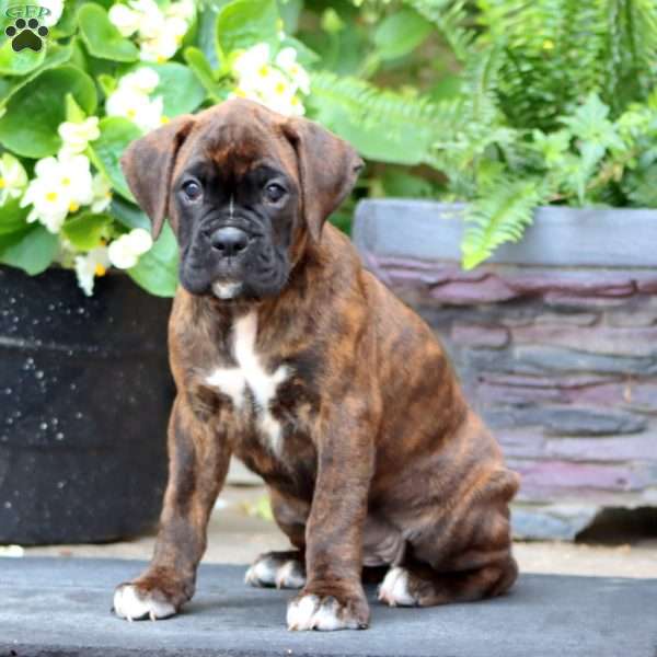 Kia, Boxer Puppy