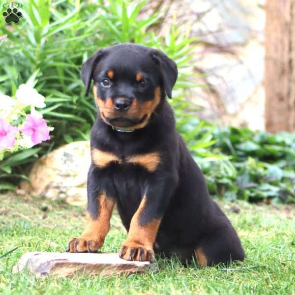 Kia, Rottweiler Puppy