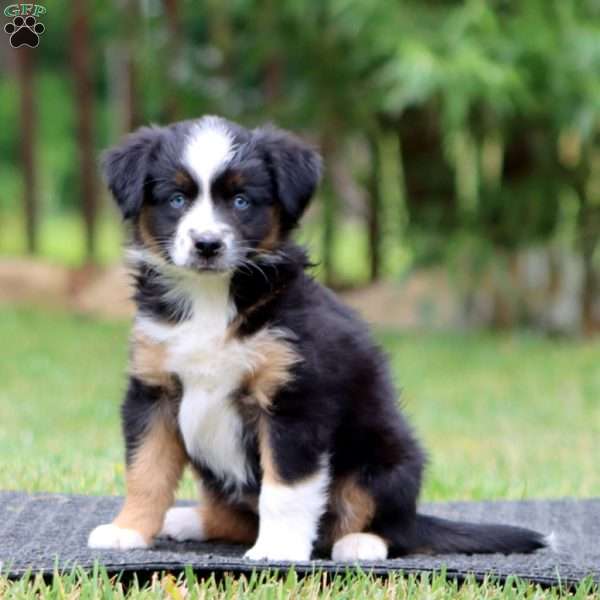 Kia, Miniature Australian Shepherd Puppy