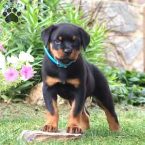 Kia, Rottweiler Puppy