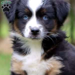 Kia, Miniature Australian Shepherd Puppy