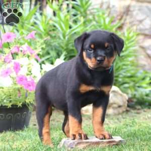 Kia, Rottweiler Puppy