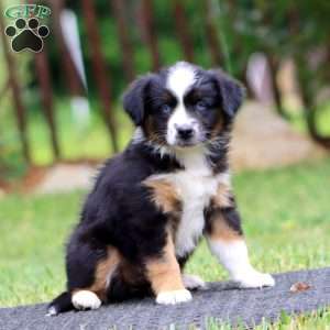 Kia, Miniature Australian Shepherd Puppy