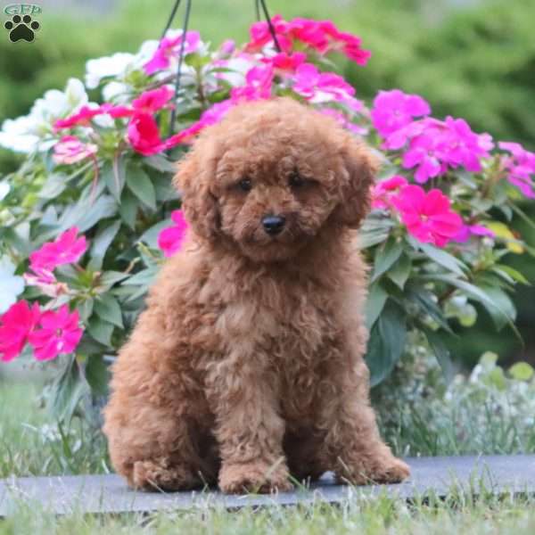 Kierra, Miniature Poodle Puppy