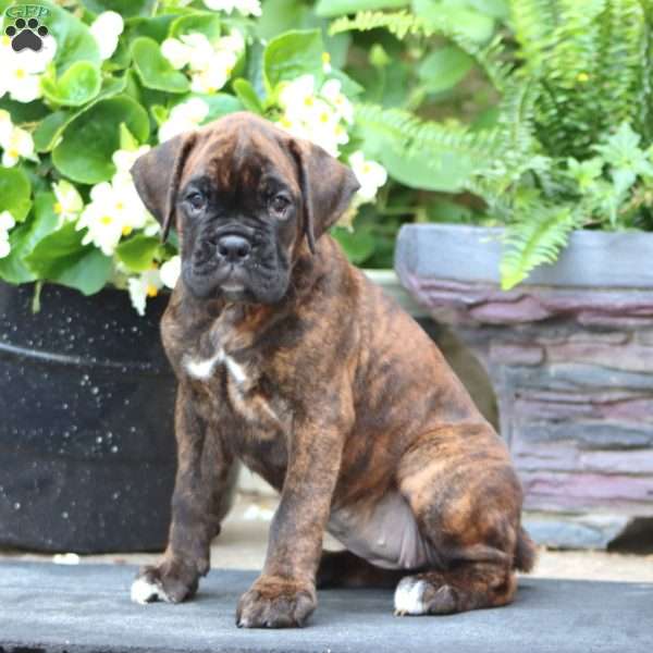 Kierra, Boxer Puppy