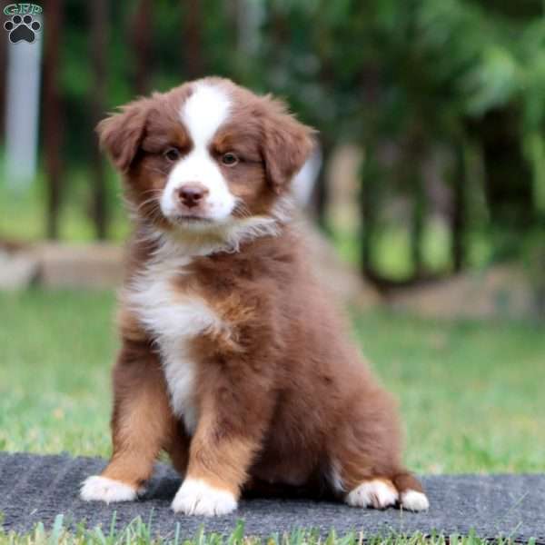 Kierra, Miniature Australian Shepherd Puppy