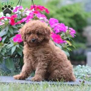Kierra, Miniature Poodle Puppy