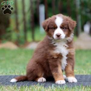 Kierra, Miniature Australian Shepherd Puppy