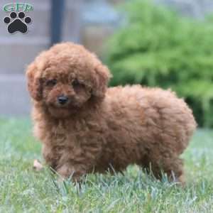 Kierra, Miniature Poodle Puppy