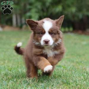 Kierra, Miniature Australian Shepherd Puppy