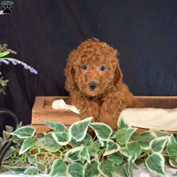 Kiki, Miniature Poodle Puppy