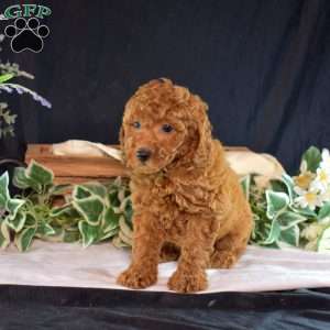 Kiki, Miniature Poodle Puppy