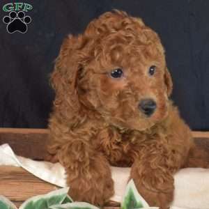 Kiki, Miniature Poodle Puppy