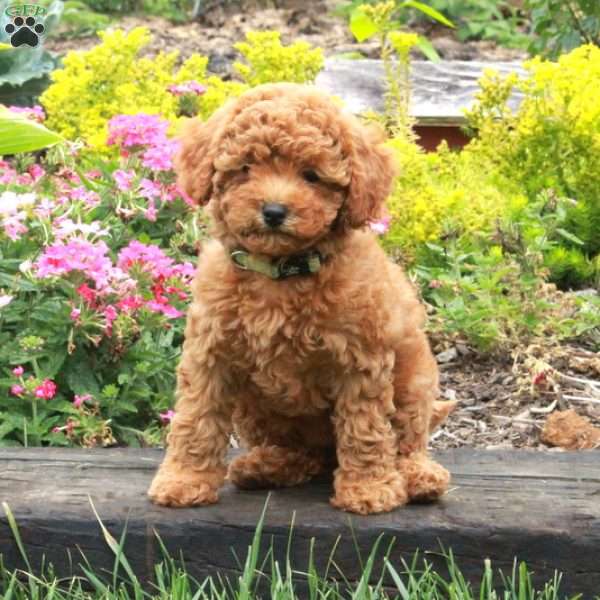 Kimber, Miniature Poodle Puppy