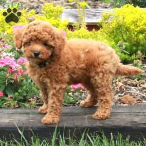 Kimber, Miniature Poodle Puppy