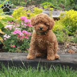 Kimber, Miniature Poodle Puppy