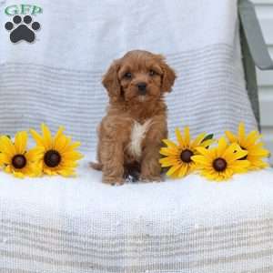 Kimberly, Cavapoo Puppy