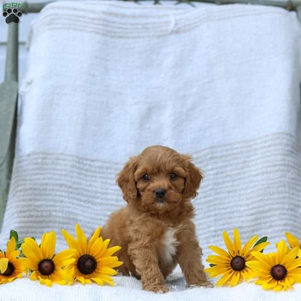 Kimberly, Cavapoo Puppy