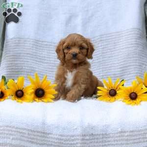 Kimberly, Cavapoo Puppy