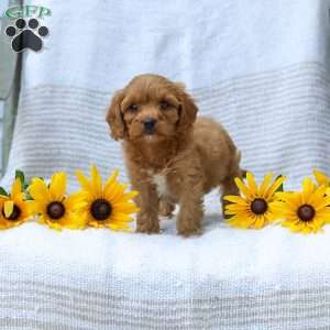 Kimberly, Cavapoo Puppy